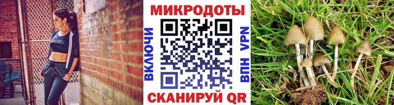 где можно купить наркотик  Бобров  Псилоцибиновые грибы Psilocybe 